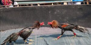 đá gà trực tiếp 69vn