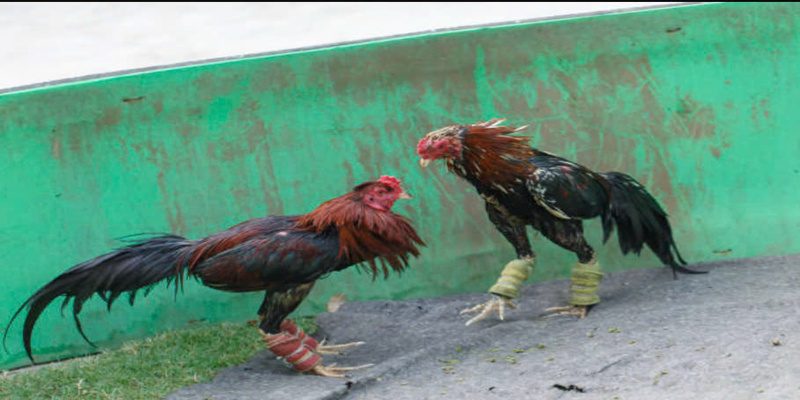 Đá gà trực tiếp 69vn chơi nhiều cách trải nghiệm