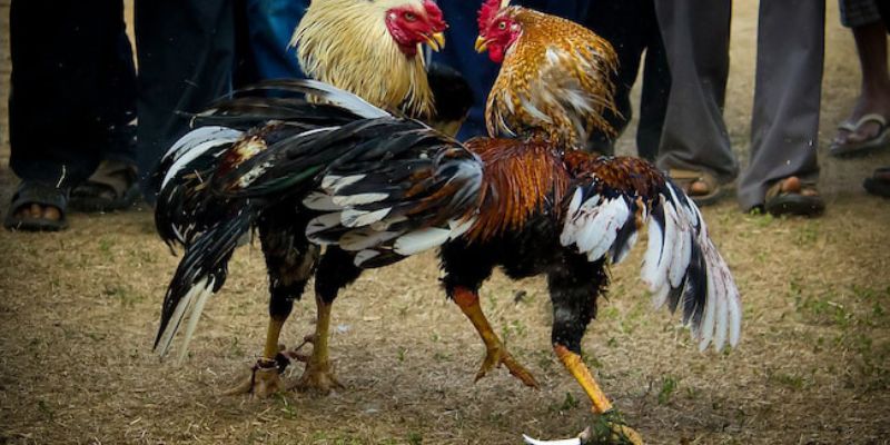 Đánh giá đá gà GO88 tổng quan