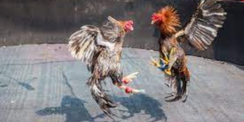 Điều tuyệt vời khi chơi đá gà GO88