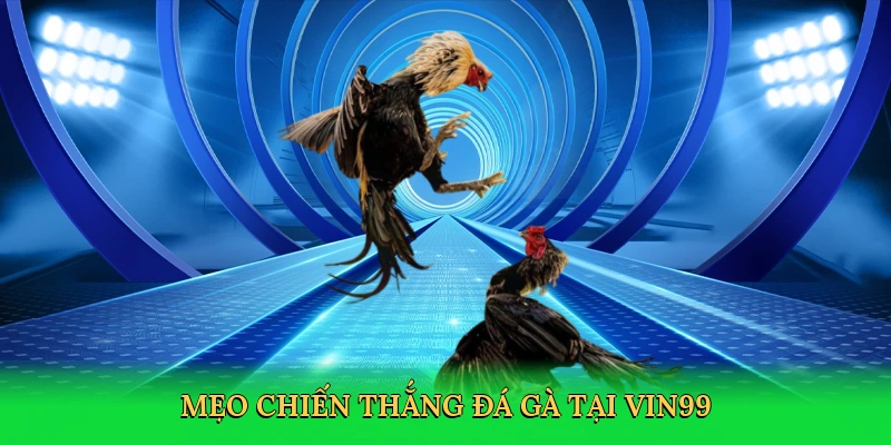meo-chien-thang-da-ga-tai-vin99-4
