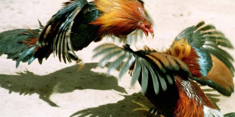 Nhiều chương trình tuyệt vời