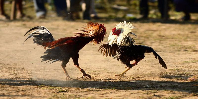 Phân tích hết tỷ lệ