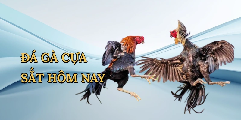 da-ga-cua-sat-hom-nay-1