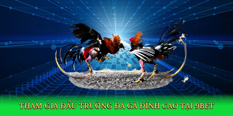 tham-gia-dau-truong-da-ga-dinh-cao-tai-9bet-3