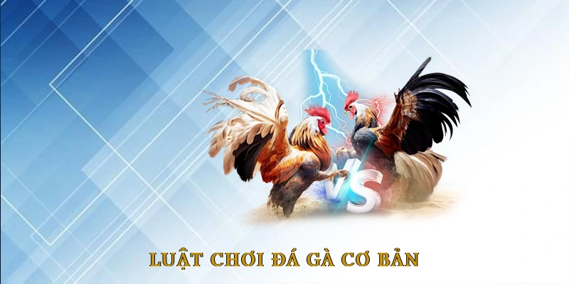 Luật Chơi Đá Gà Cơ Bản Người Mới Cần Biết